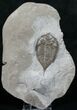 Dalmanites Trilobite - New York #6338-3